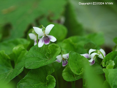 Viola verecunda var. fibrillosa