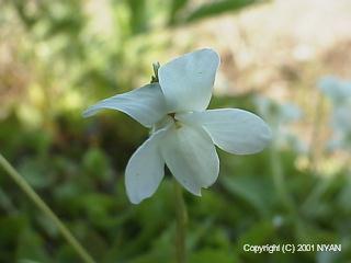 Viola verecunda f. candidissima
