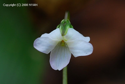 Viola verecunda f. candidissima