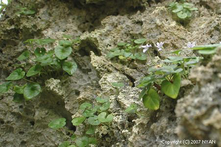 Viola utchinensis