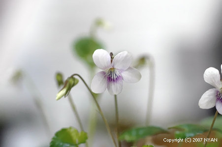 Viola utchinensis