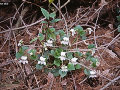 Viola kusanoana f. alba