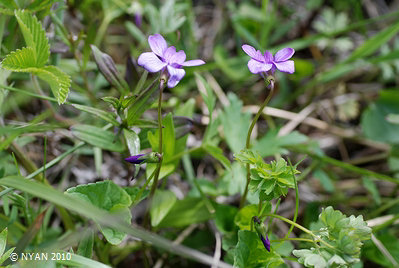 Viola kamtschadalorum