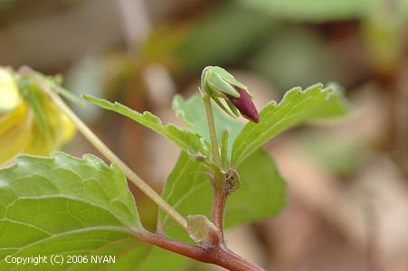 Viola brevistipulata var. ciliata