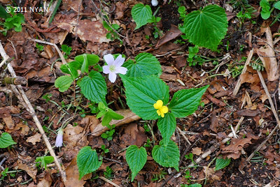 Viola brevistipulata f. acuminata