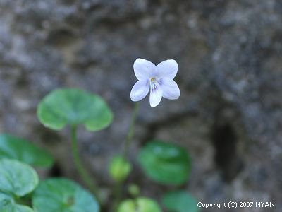 Viola okinawensis