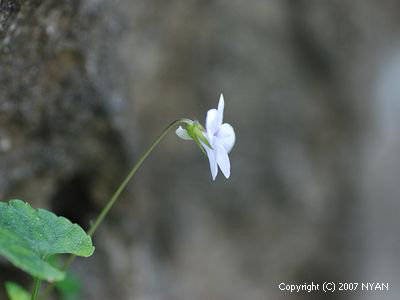 Viola okinawensis