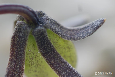 Viola crassa ssp. alpicola
