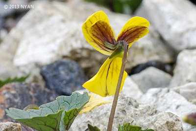 Viola crassa ssp. alpicola