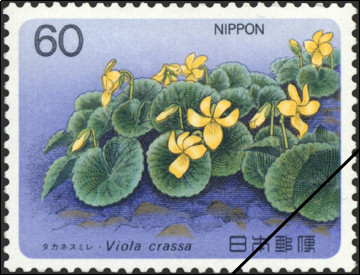 Viola crassa