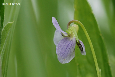 Viola raddeana