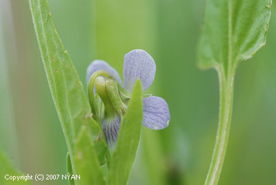 Viola raddeana
