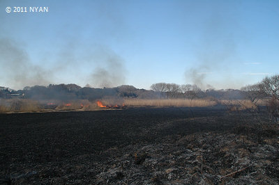 Burning off a field