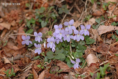 Viola grypoceras