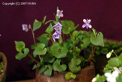 Viola grypoceras f. hosoii