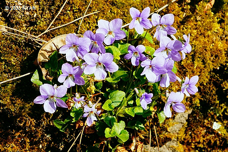 Viola grypoceras var. exilis