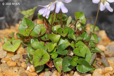 Viola grypoceras var. exilis