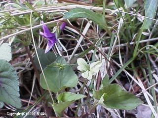 Viola grypoceras f. viridans