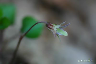Viola grypoceras f. viridans