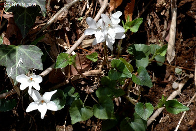 Viola grypoceras f. purpurellocalcarata