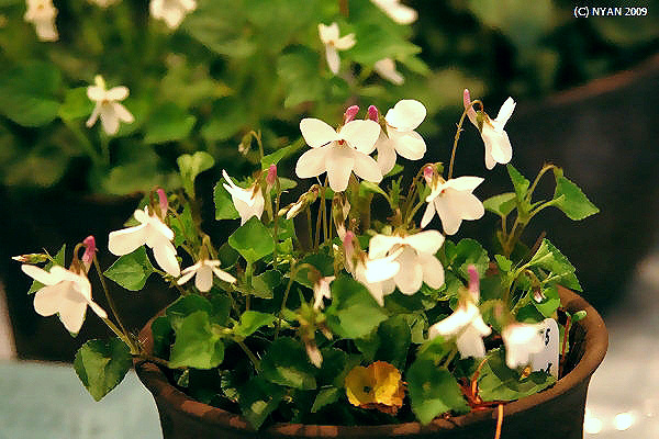 Viola grypoceras f. purpurellocalcarata
