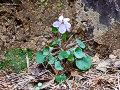 Viola grypoceras hort. ex. (san-in)