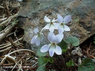 Viola grypoceras f. albiflora