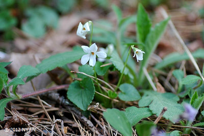 Viola grypoceras f. albiflora