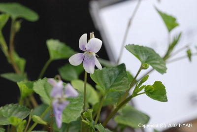 Viola grypoceras f. lucida