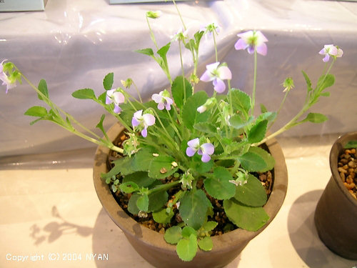 Viola diffusa var. glabella