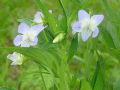 Viola elatior