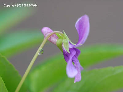 Viola prionantha var. sylvatica
