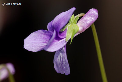 Viola prionantha var. sylvatica