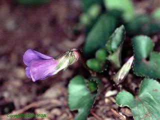 Viola sororia 'Papilionacea'