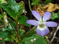 Viola portalesia