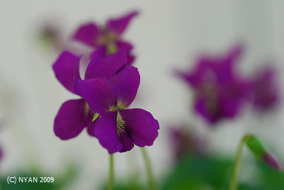 Viola sororia 'Red Giant'