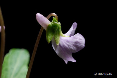 Viola prionantha