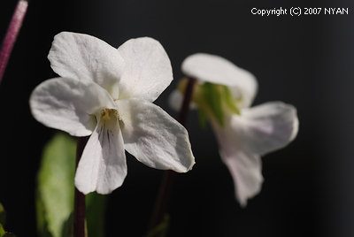 Viola lactiflora