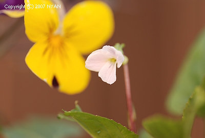 Viola lactiflora