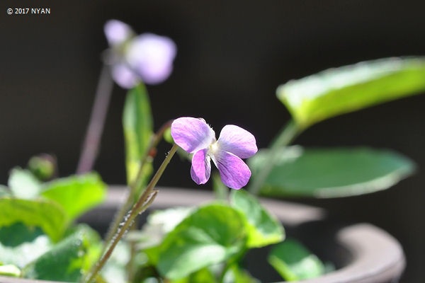 Viola diffusa ssp. tenuis