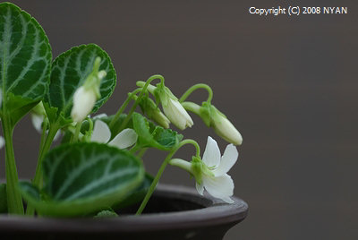 Viola variegata sp. (White flower)