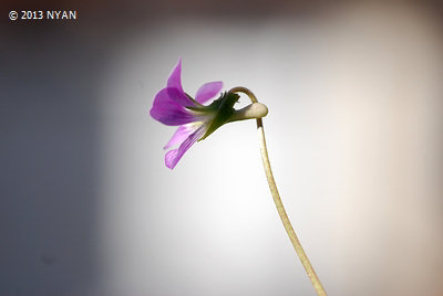 Viola x 'Akane_yakushima' (Viola phalacrocarpa x iwagawae) 