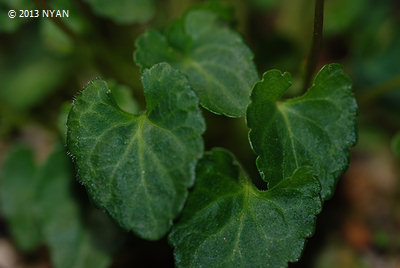 Viola x 'Akane_yakushima' (Viola phalacrocarpa x iwagawae) 