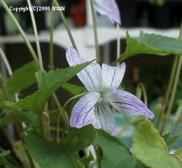 Viola x 'Azuma' (Viola mandshurica x chinoi)