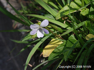 Viola betonicifolia var. oblongo-sagittata