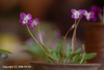 Viola x 'Enaga Miyama' (Viola betonicifolia var. oblongo-sagittata x selkirkii)