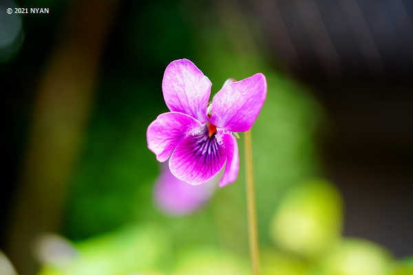 Viola x 'Hatune' (Viola odorata x verecunda) 