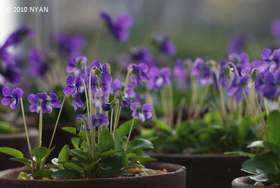 Viola x 'Kasuga' (Viola mandshurica x diffusa)