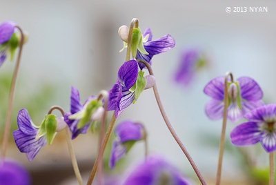 Viola x 'Kasuga' (Viola mandshurica x diffusa)