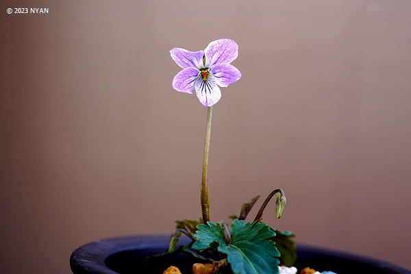 Viola chaerophylloides var. sieboldiana x V. inconspicua subsp. nagasakiensis